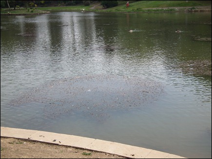 queenspark 018